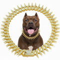 Golden Cuban Chain pour les Dog2comPET’